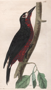The Portorico Woodpecker